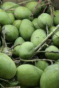 Mangue verte